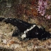 crocodilefish_flathead_pc_h_0705_png1988.jpg
